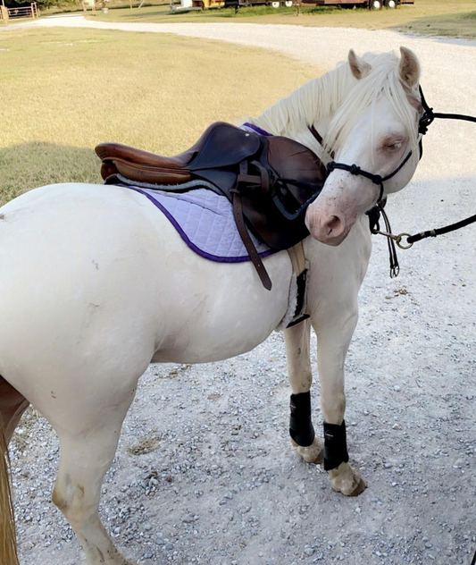 Best Hunter, Jumper + Equitation Barn in the Bay Area
