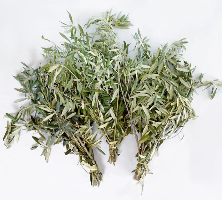 Fresh Live Olive Branch Bunches