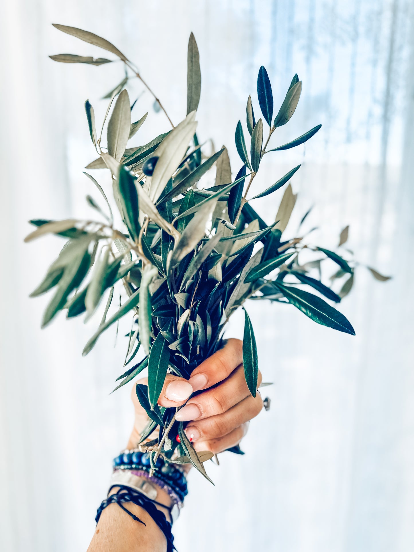 Fresh Olive Tree Branches