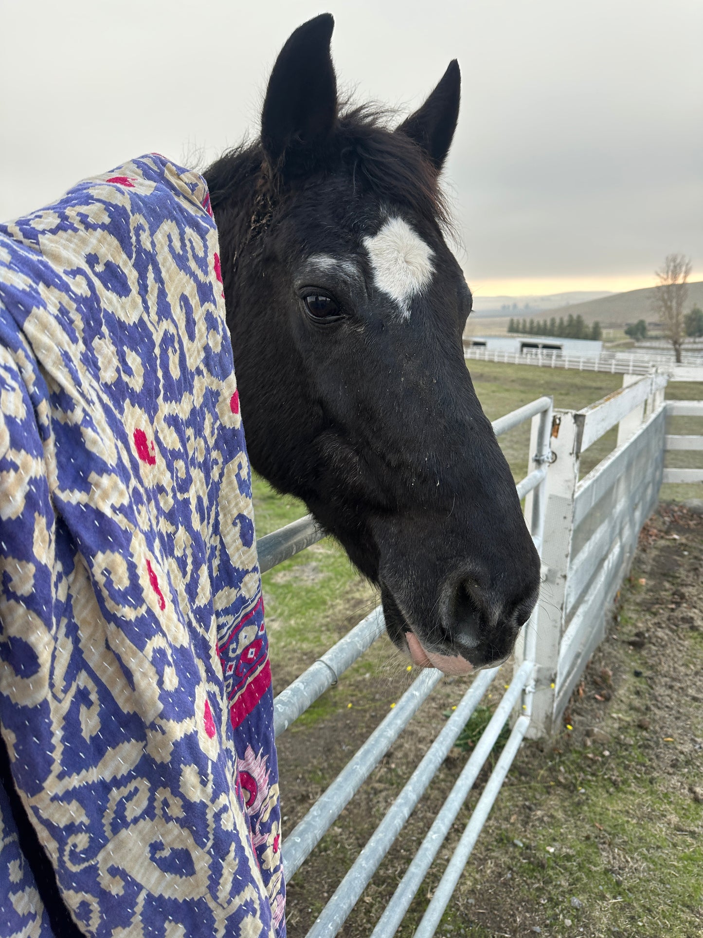 Horse Care Add-Ons