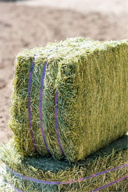 Hay! Additional Feed