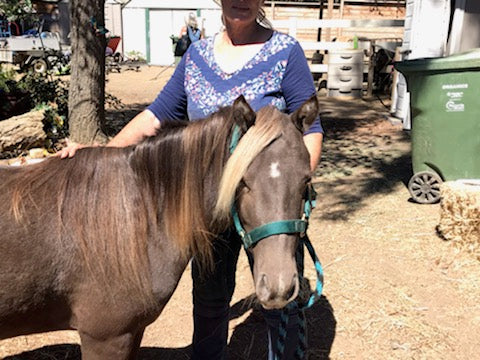 Sprinkles the Silver Dapple Pony