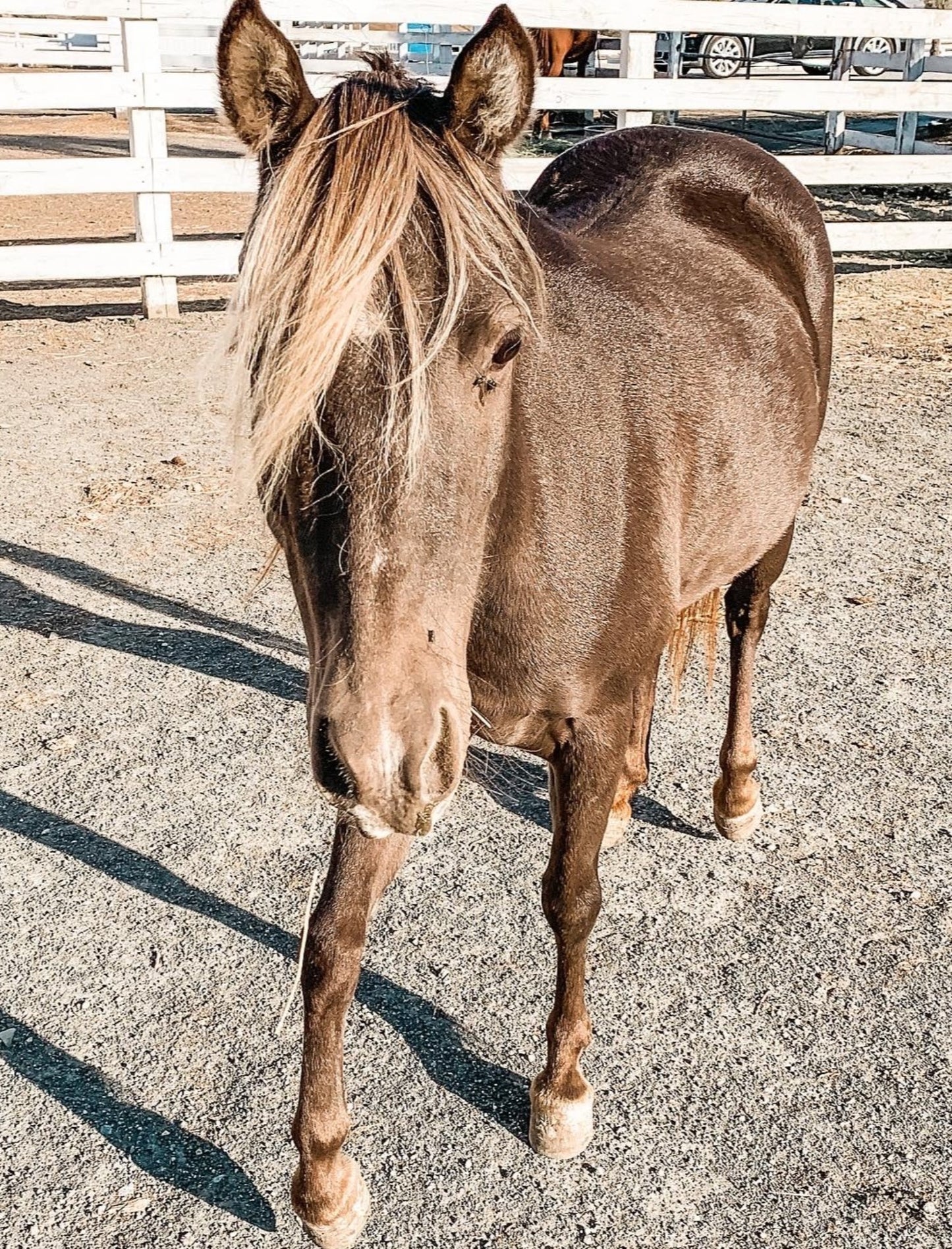 Sprinkles the Silver Dapple Pony