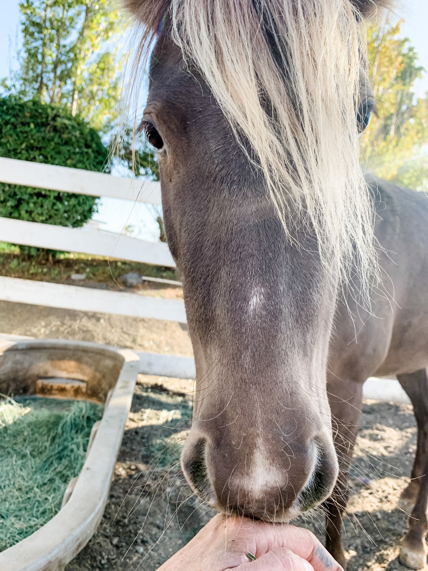 Sprinkles the Silver Dapple Pony