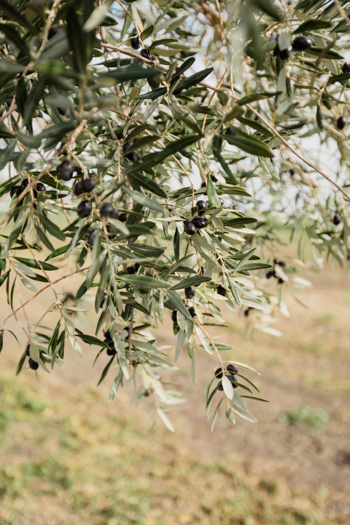 Fresh Olive Branch Greenery