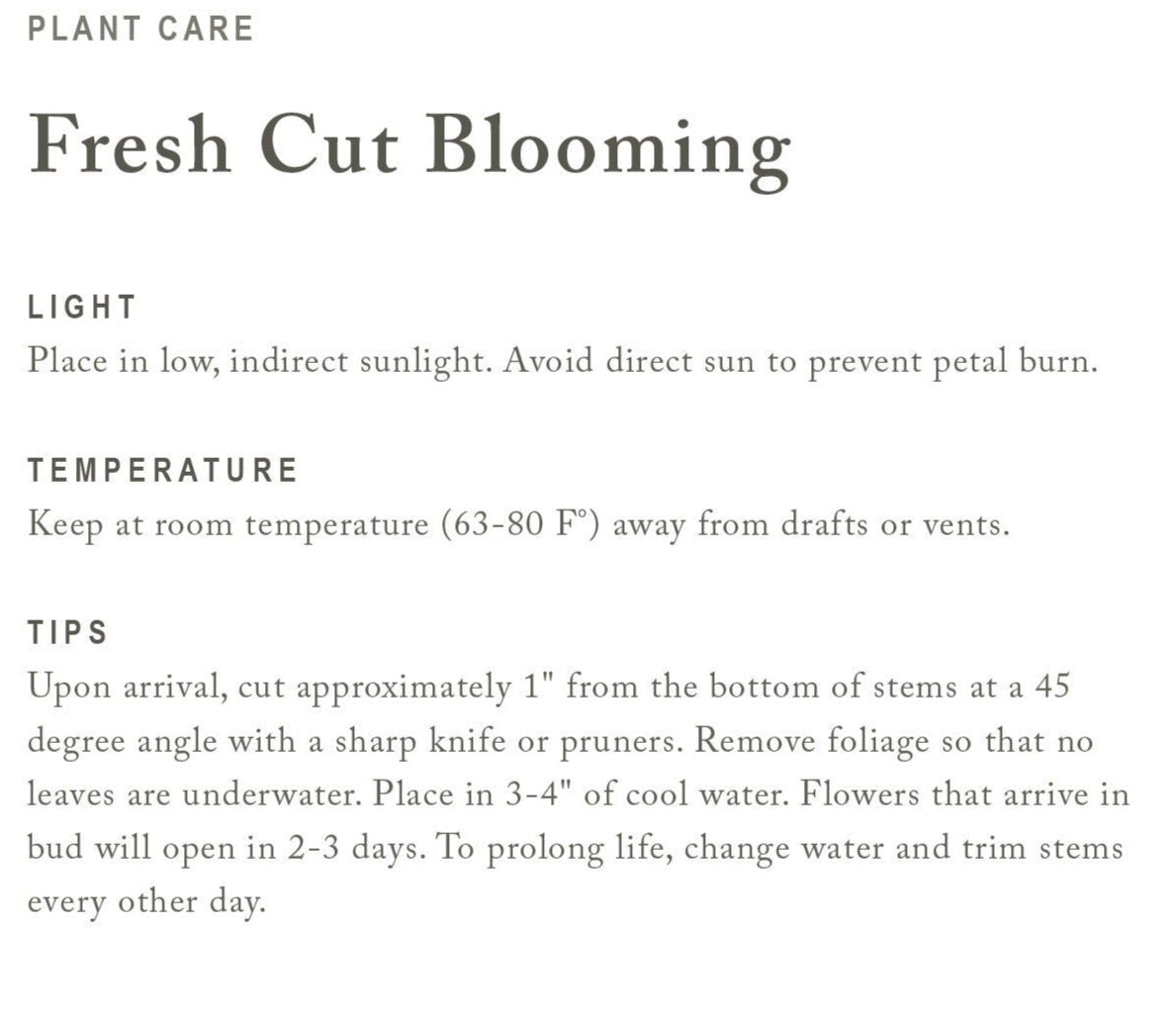 Fresh Olive Branch Greenery