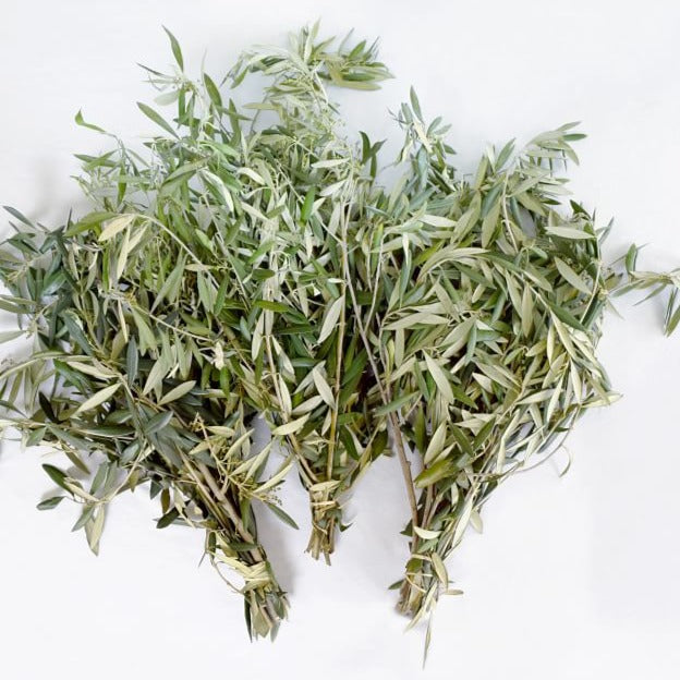Fresh Olive Tree Leaves and branches
