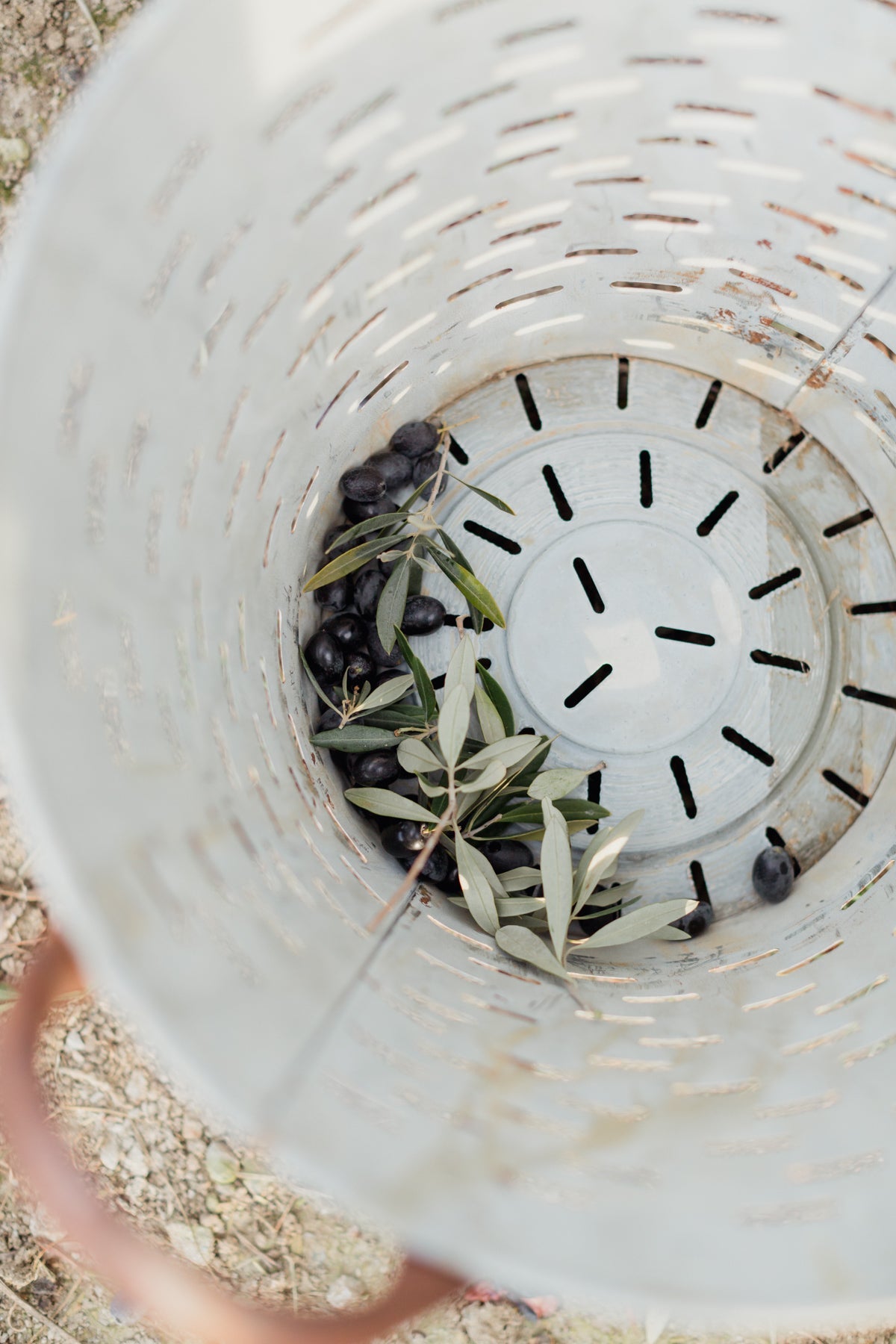 Fresh Olive Tree Branches