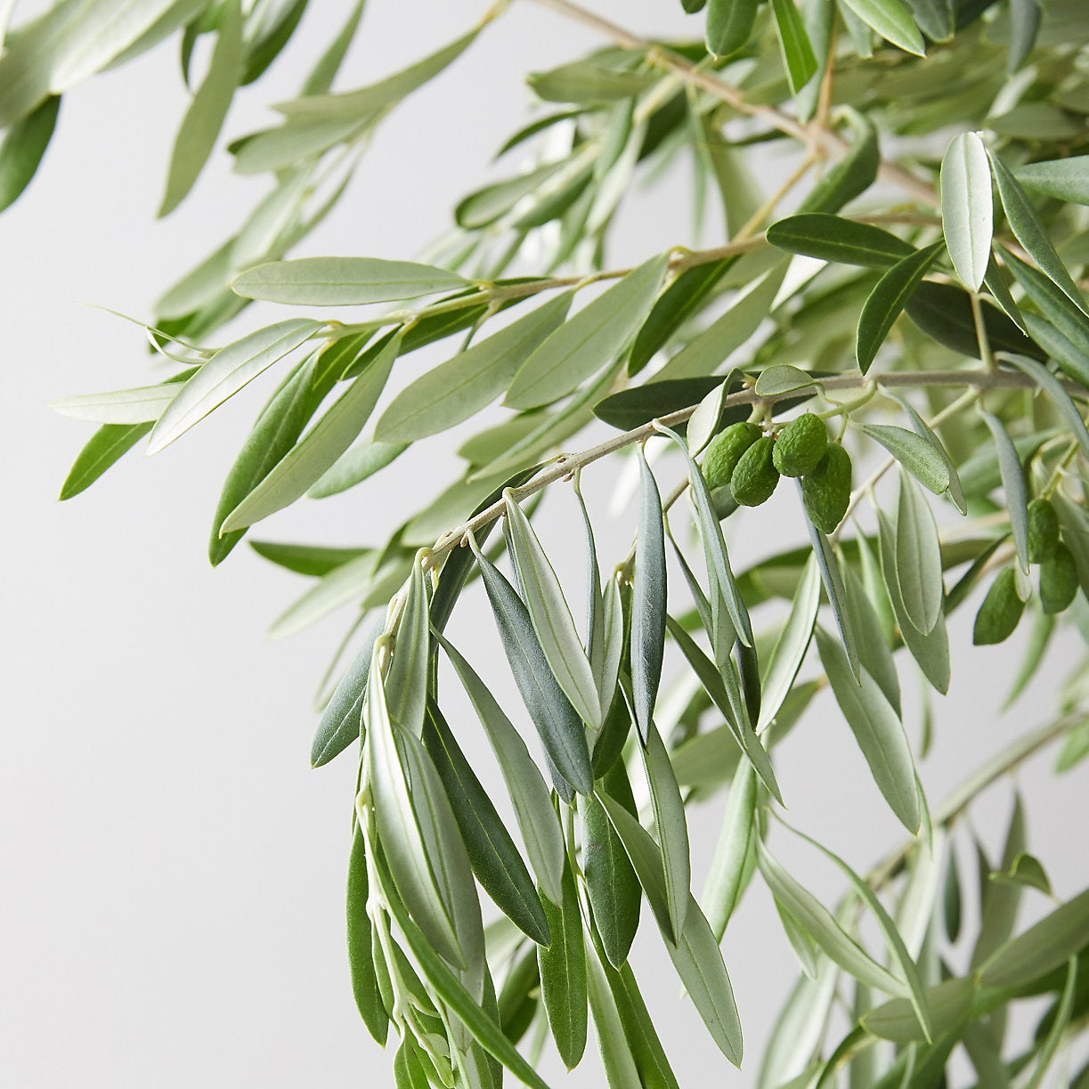 Fresh Olive Tree Branches