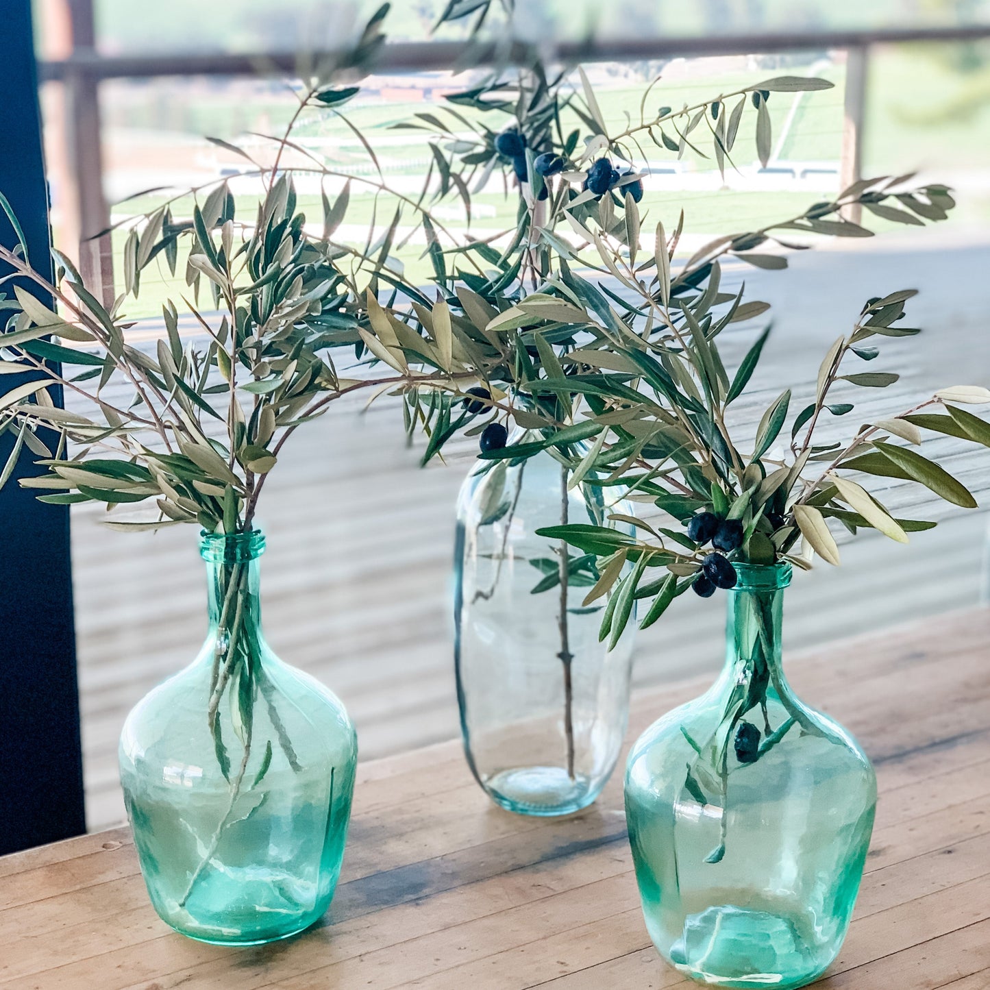 Fresh Olive Tree Branches