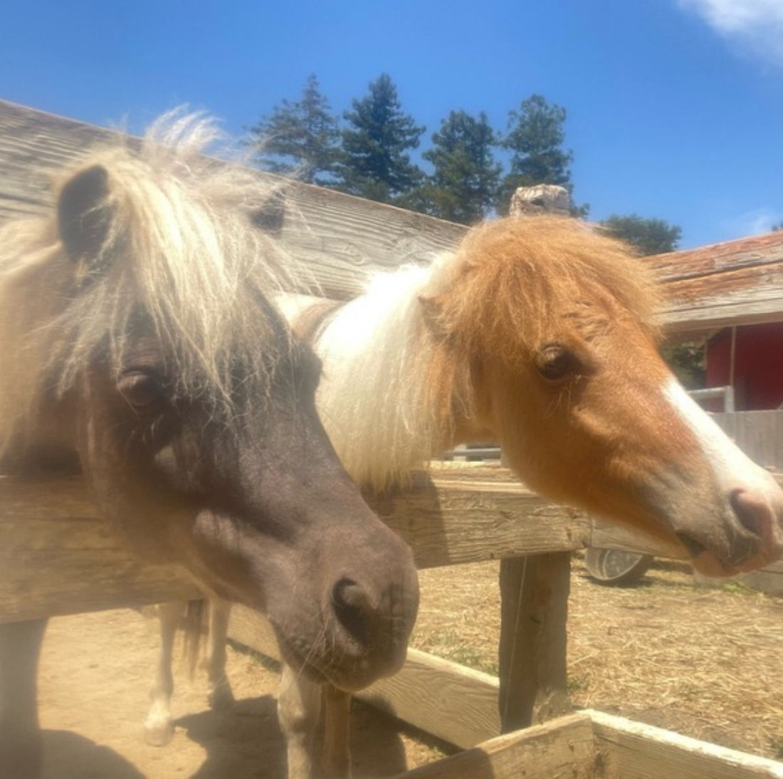 What’s the Difference in Horse Coat Colors and markings on White Horses