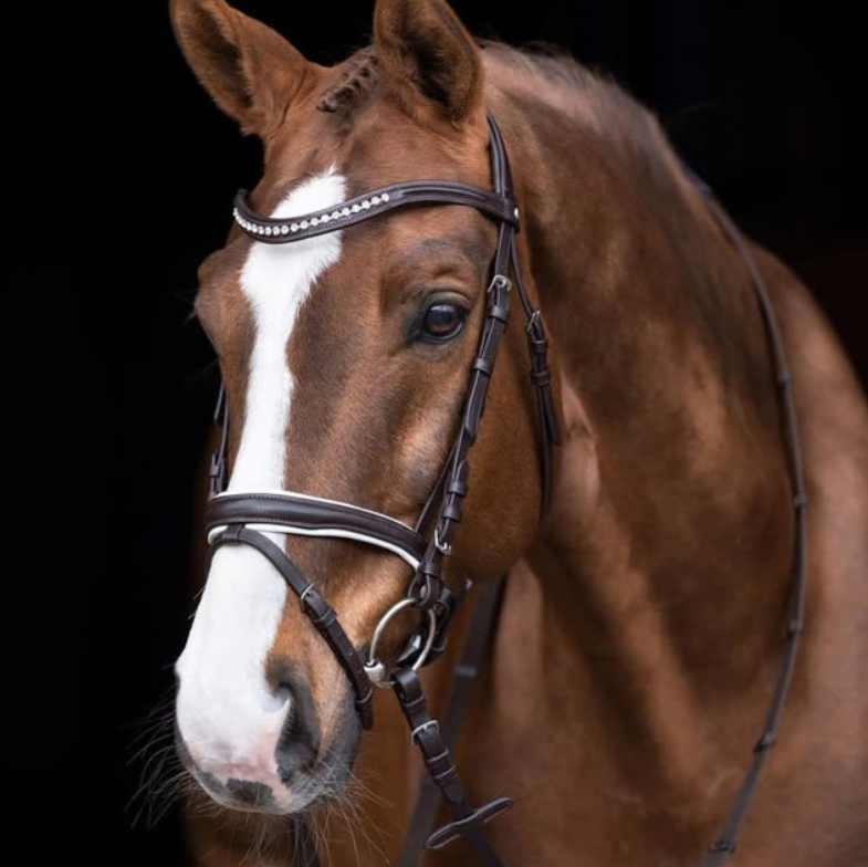 How to Improve Your Dressage Riding Seat