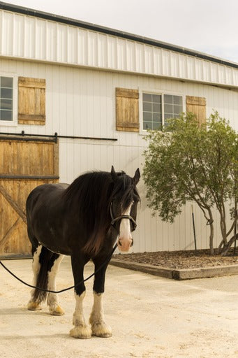 Horse Care