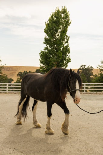 Black clydesdale horse Daniel by Alicia Shaffer