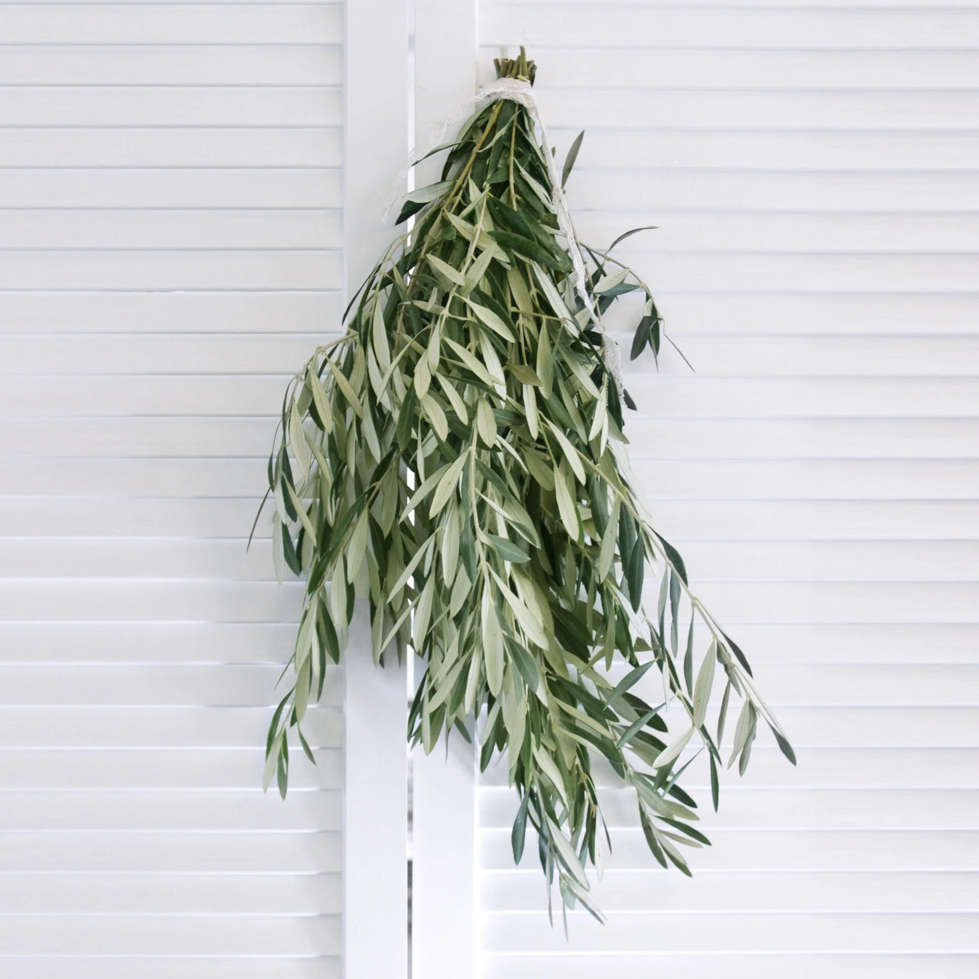 fresh olive branch bundles and greenery hanging