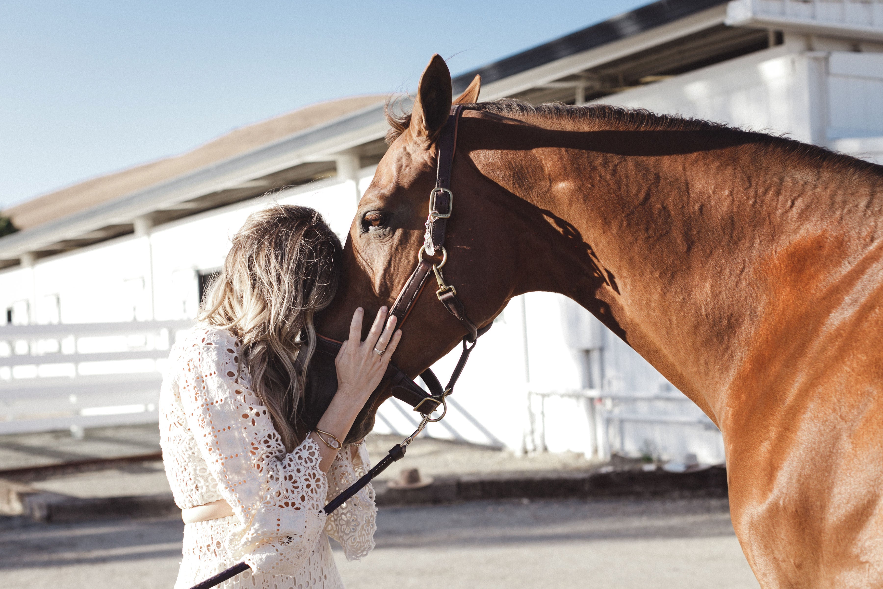 Horse rescue how to donate and help save horses