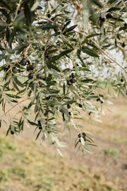 Fresh Olive Branch Greenery