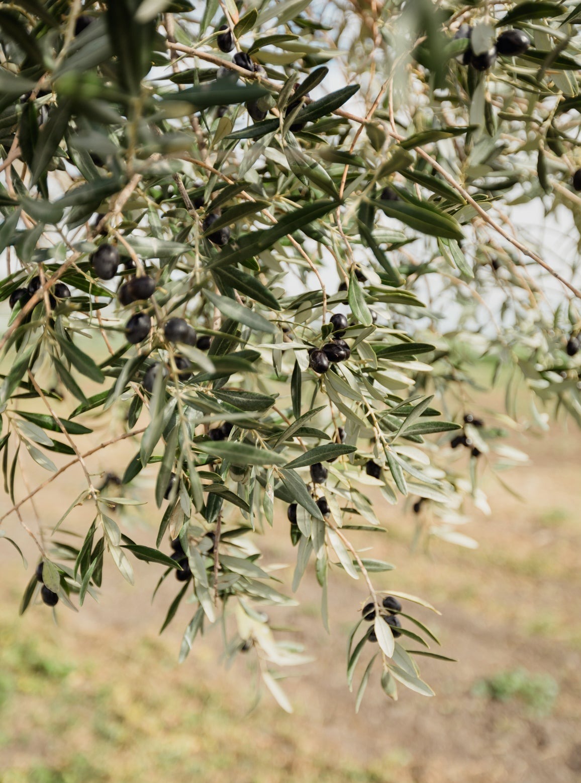 Fresh Olive Tree Branches