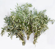 Fresh Olive Branch Greenery
