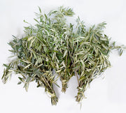 Fresh Olive Branch Greenery Bunches